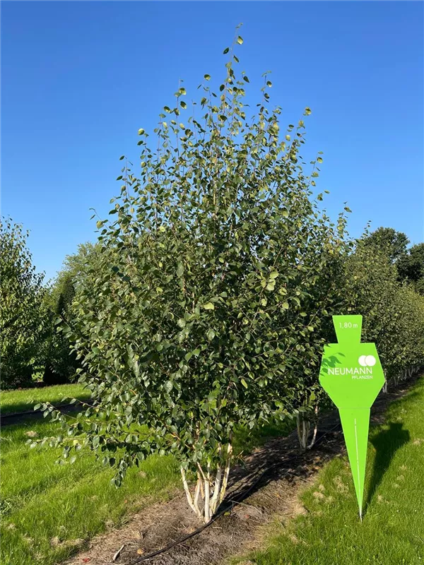 Betula jacquemontii