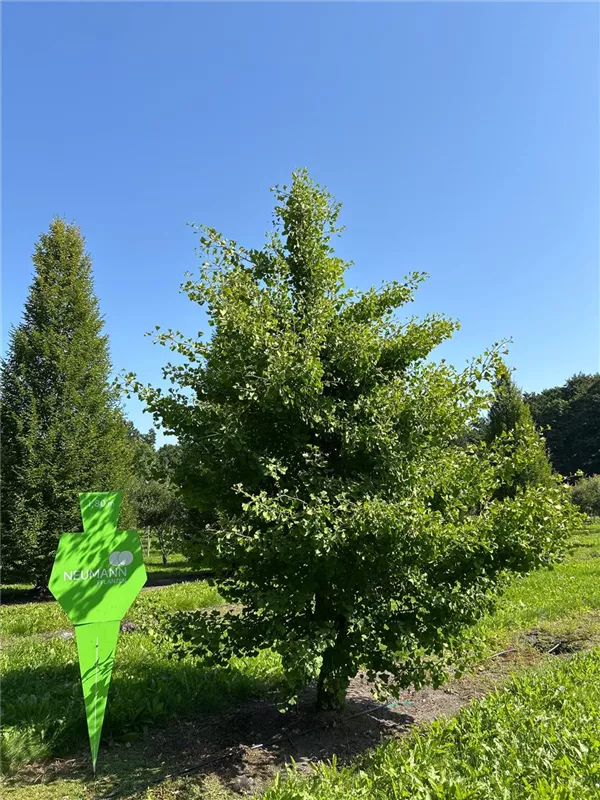 Ginkgo biloba