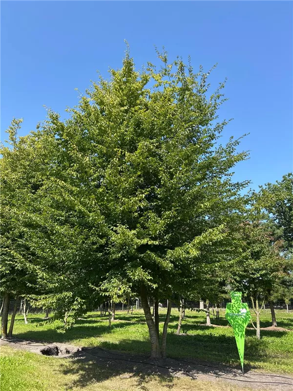 Carpinus betulus