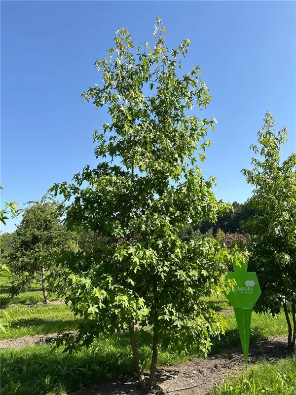 Liquidambar styraciflua