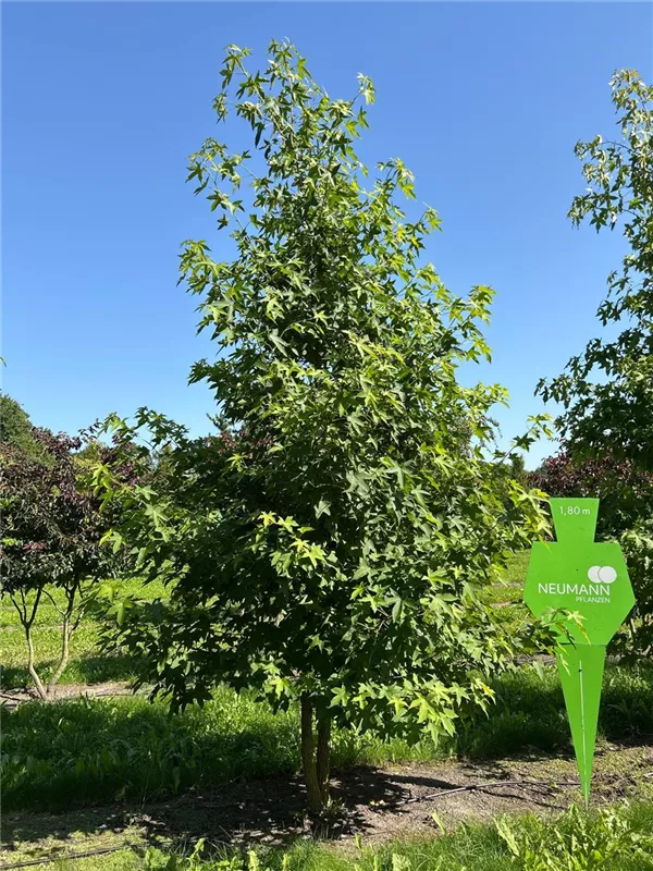 Liquidambar styraciflua