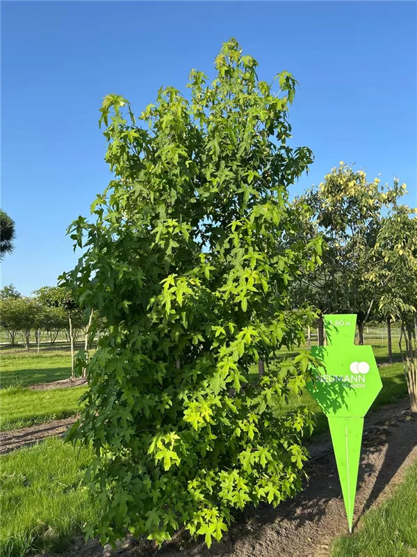 Liquidambar styraciflua