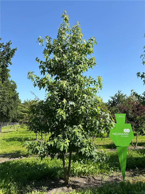 Liquidambar styraciflua