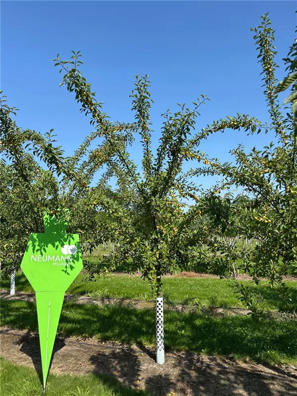 Prunus syr.'Von Nancy' CAC