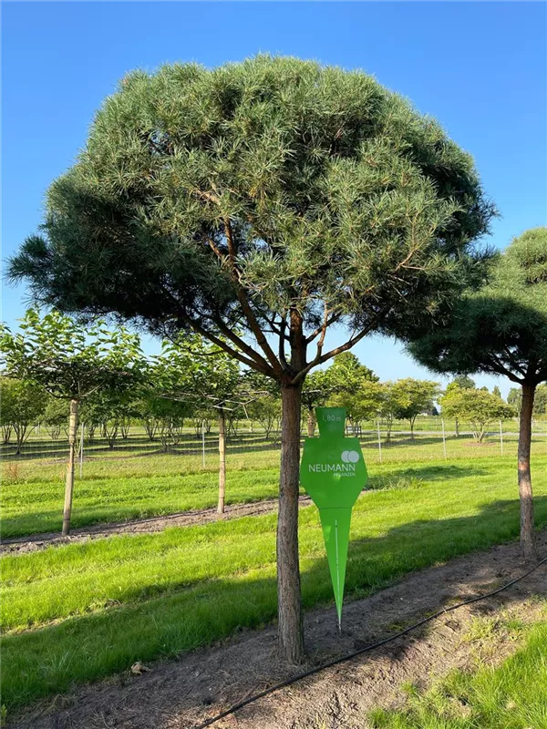 Pinus sylvestris