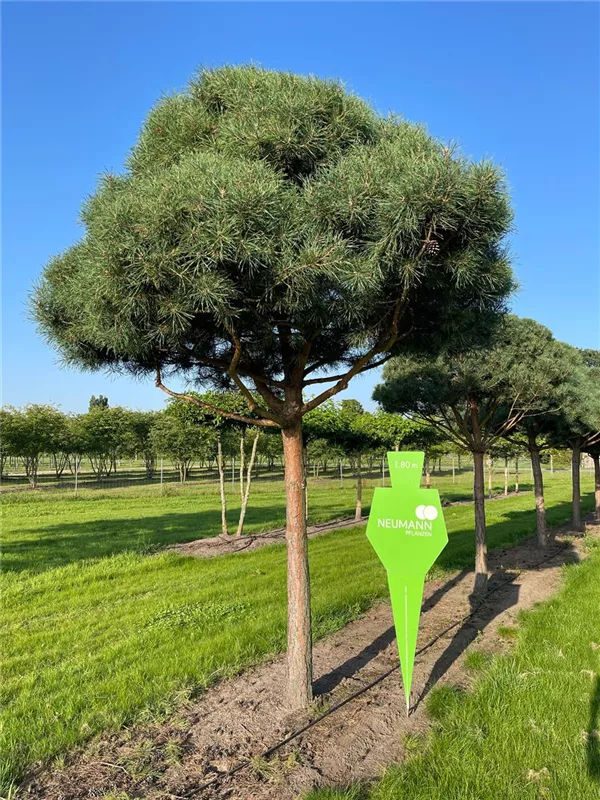 Pinus sylvestris