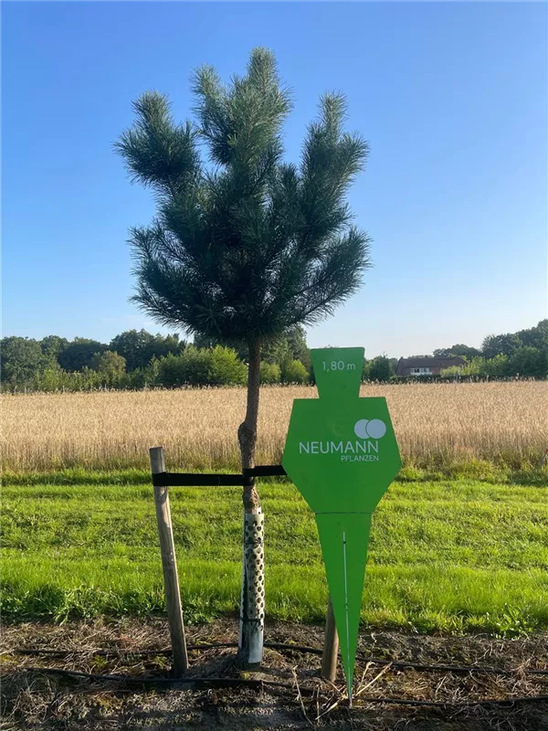 Pinus sylvestris