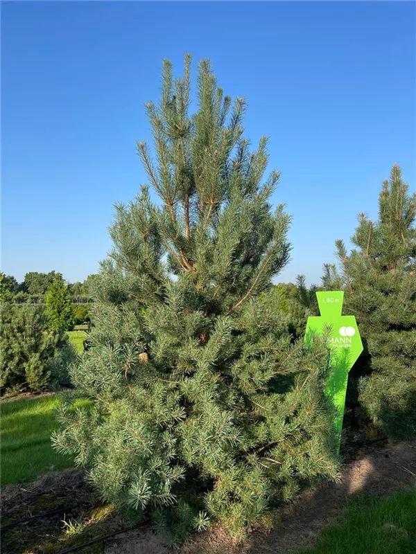 Pinus sylvestris