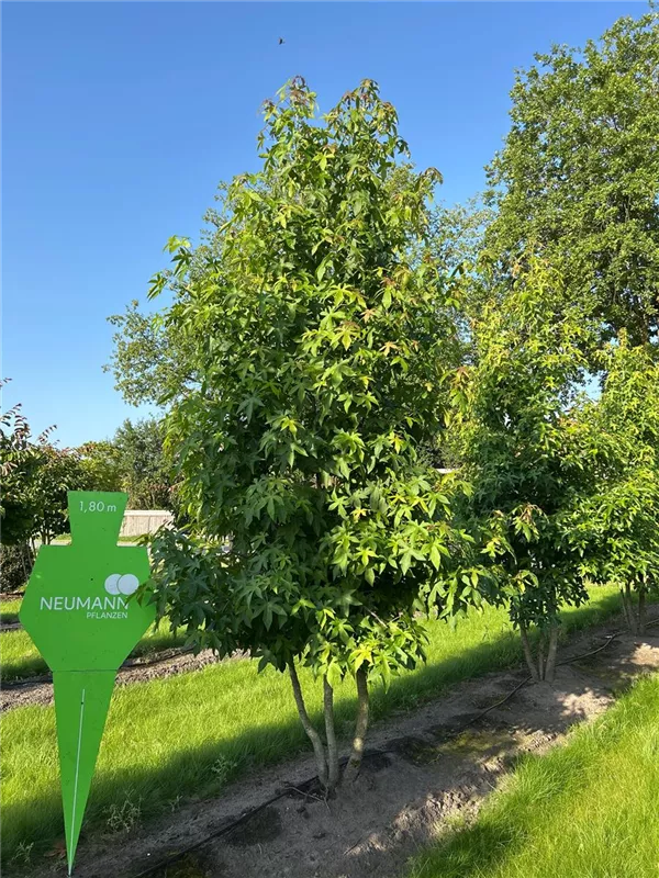 Liquidambar styraciflua