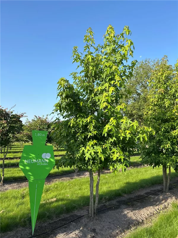 Liquidambar styraciflua