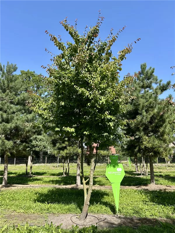 Parrotia persica