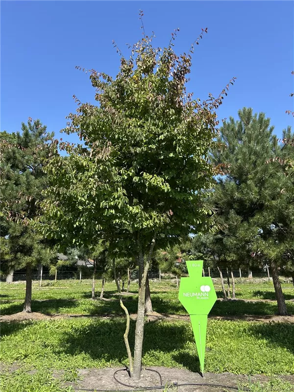Parrotia persica