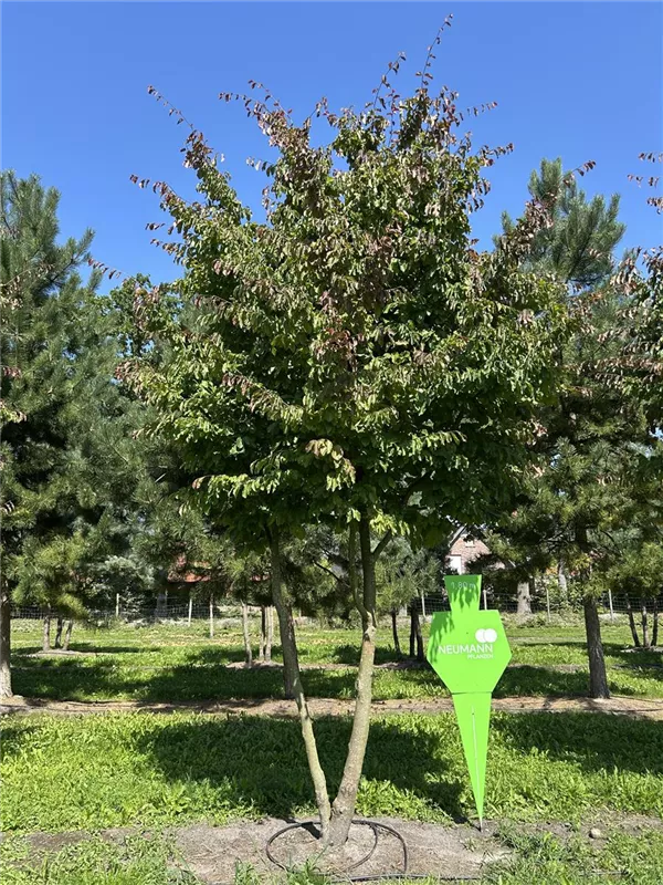 Parrotia persica