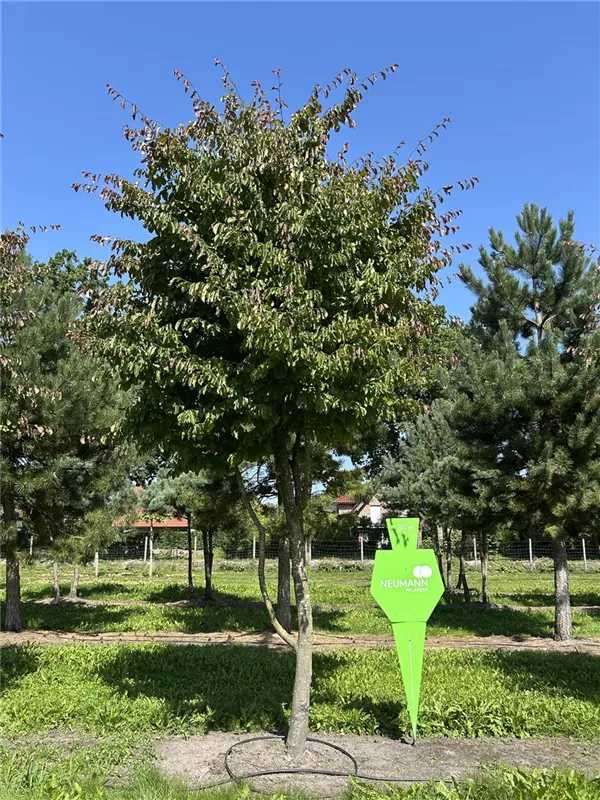 Parrotia persica