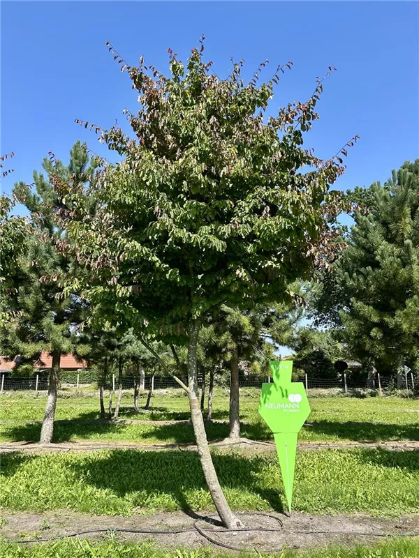 Parrotia persica