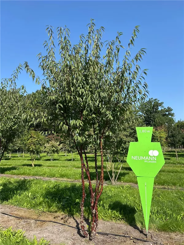 Prunus serrula