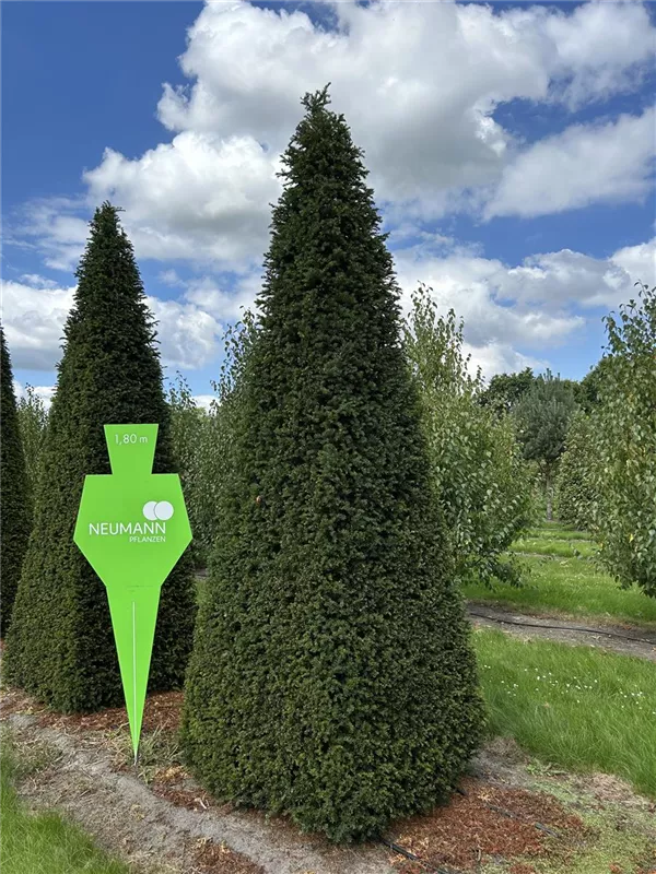 Taxus baccata 'Höpken's Gigant'