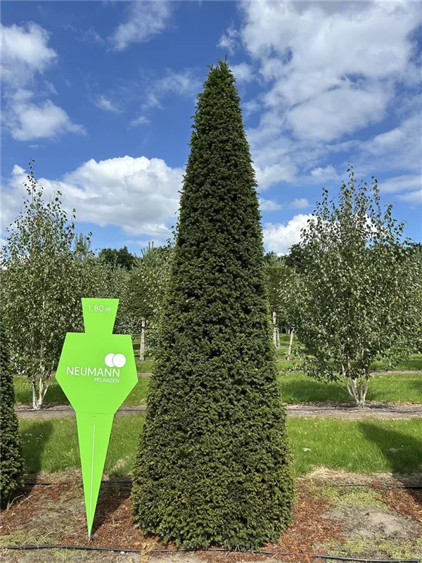 Taxus baccata 'Höpken's Gigant'
