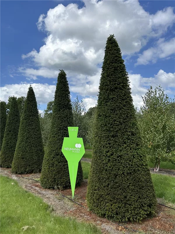 Taxus baccata 'Höpken's Gigant'
