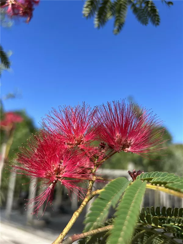 Albizia julibrissin 'Evey's Pride' -R-