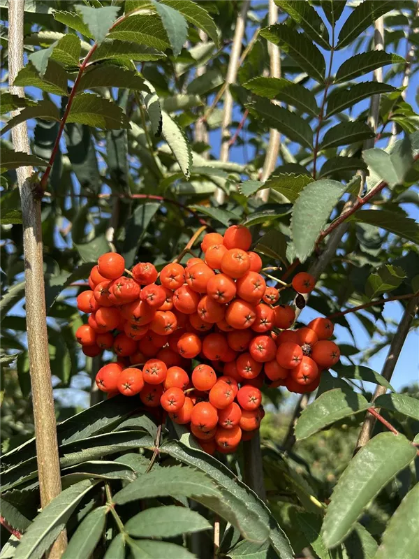 Sorbus aucuparia
