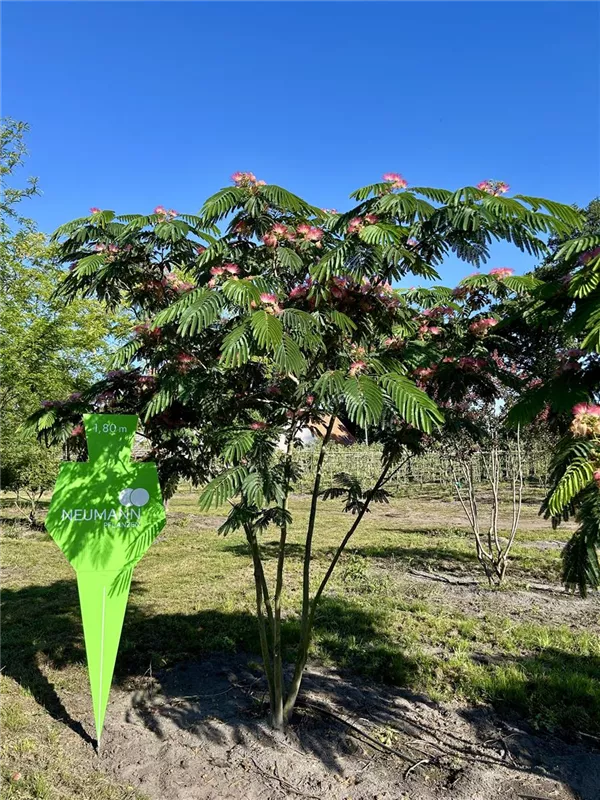 Albizia julibrissin