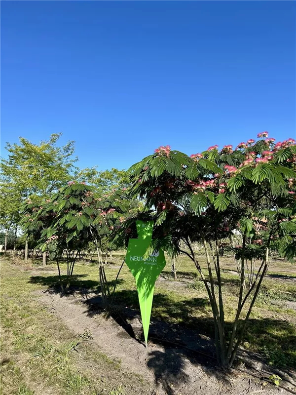 Albizia julibrissin