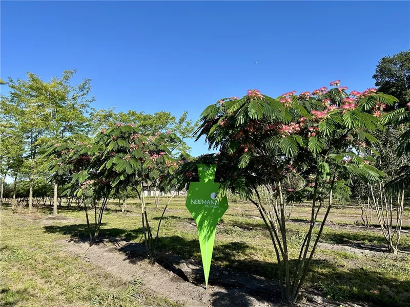 Albizia julibrissin