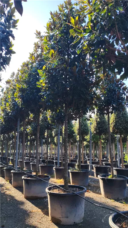 Magnolia grandiflora 'Galissonniere'