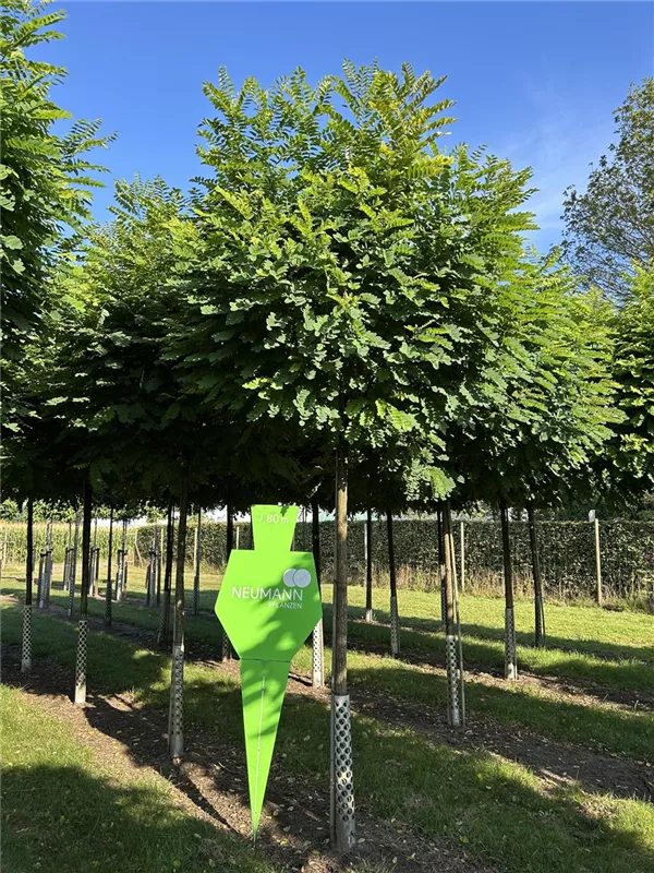 Robinia pseudoac.'Umbraculifera'