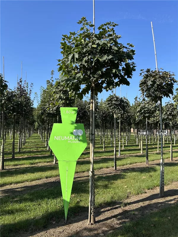 Acer platanoides 'Globosum'