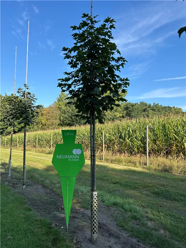 Acer pseudoplatanus 'Bruchem'