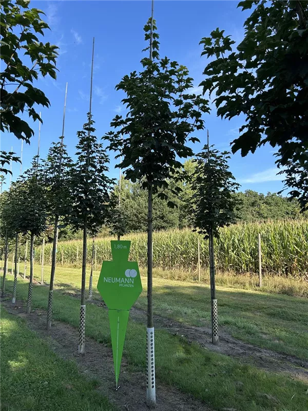 Acer pseudoplatanus 'Bruchem'