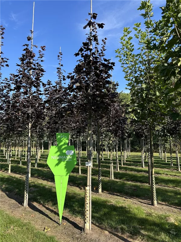 Acer platanoides 'Royal Red'