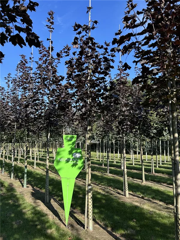 Acer platanoides 'Royal Red'