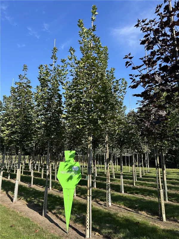 Acer platanoides 'Emerald Queen'