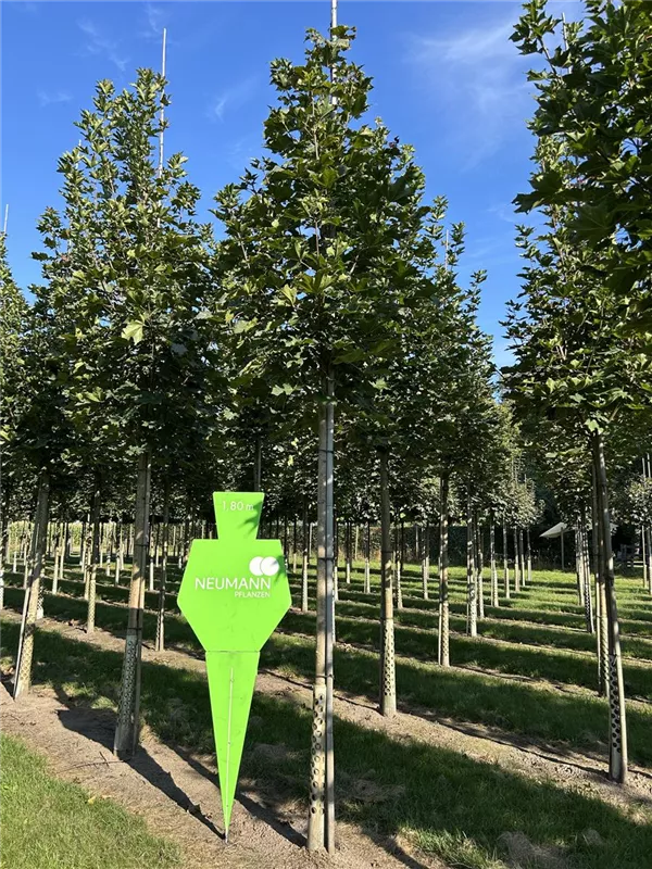 Acer platanoides 'Emerald Queen'