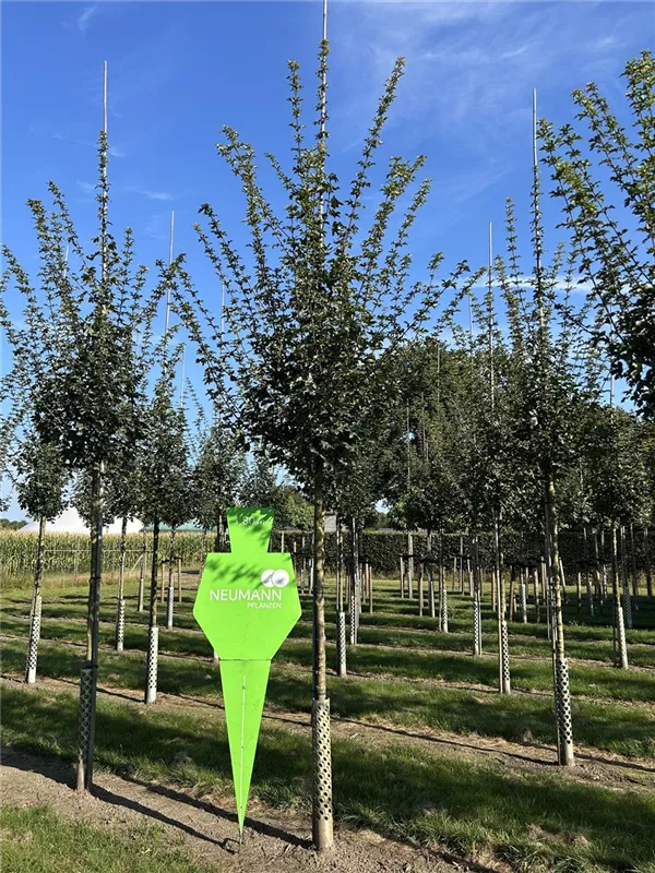 Acer campestre 'Elsrijk'