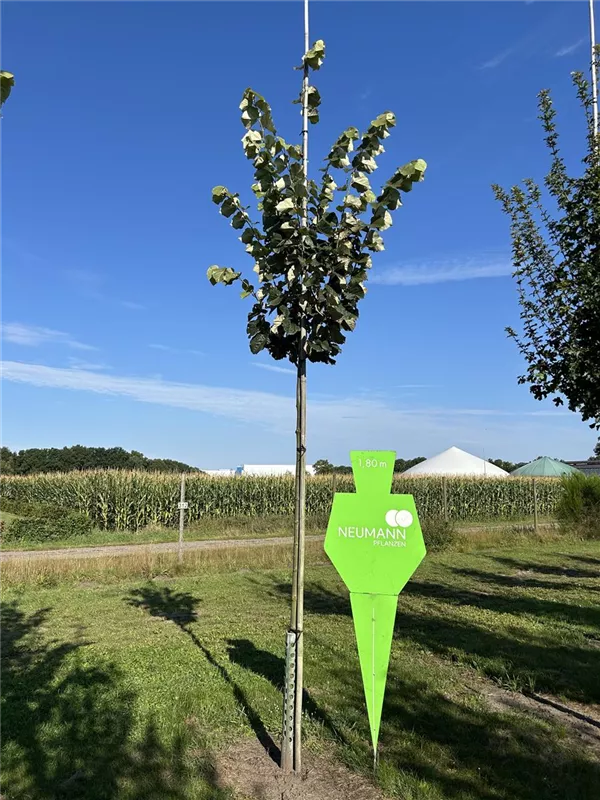 Tilia tomentosa 'Brabant'