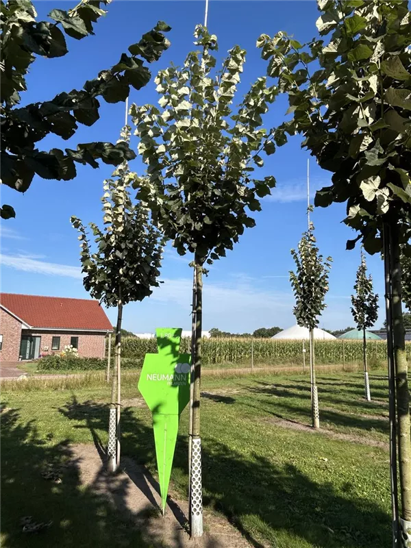 Tilia tomentosa 'Brabant'