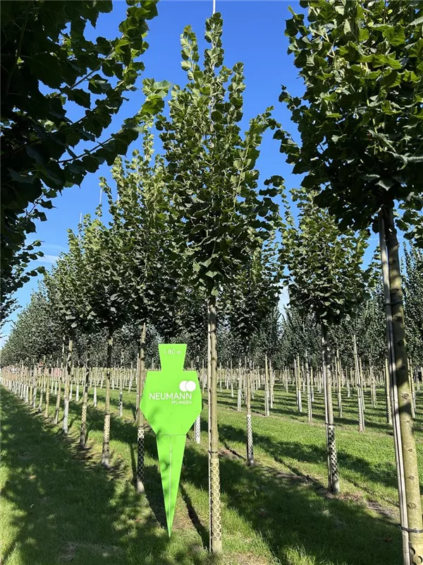 Tilia platyphyllos 'Rubra'