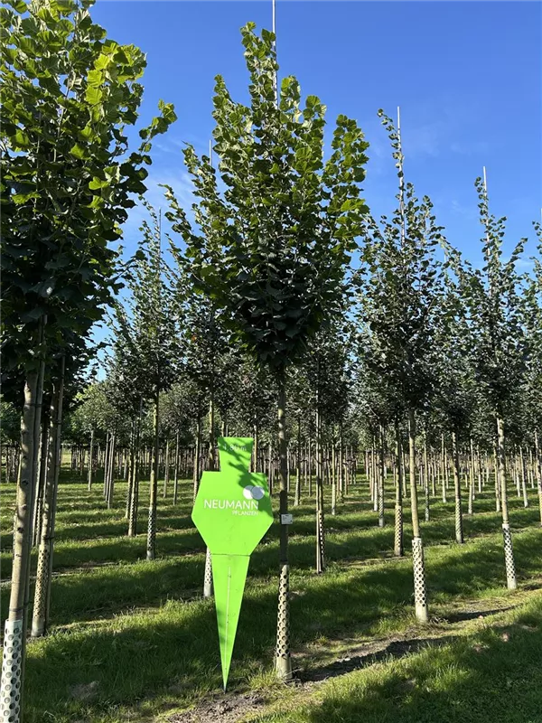 Tilia platyphyllos 'Rubra'