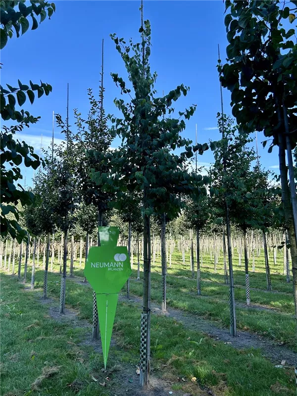 Cercidiphyllum japonicum