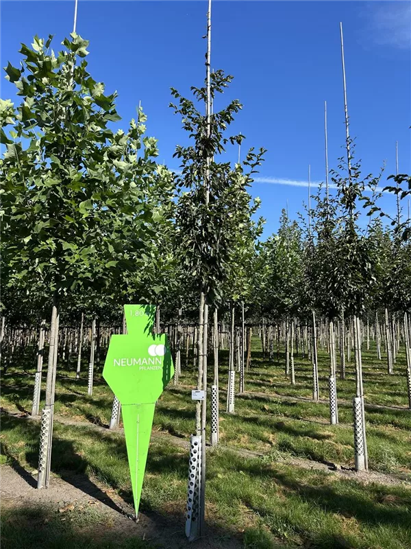 Parrotia persica 'Vanessa'