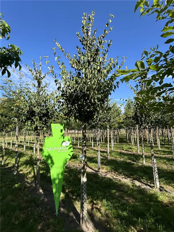 Cornus mas