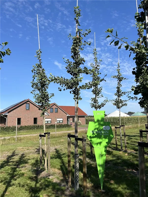Ginkgo biloba