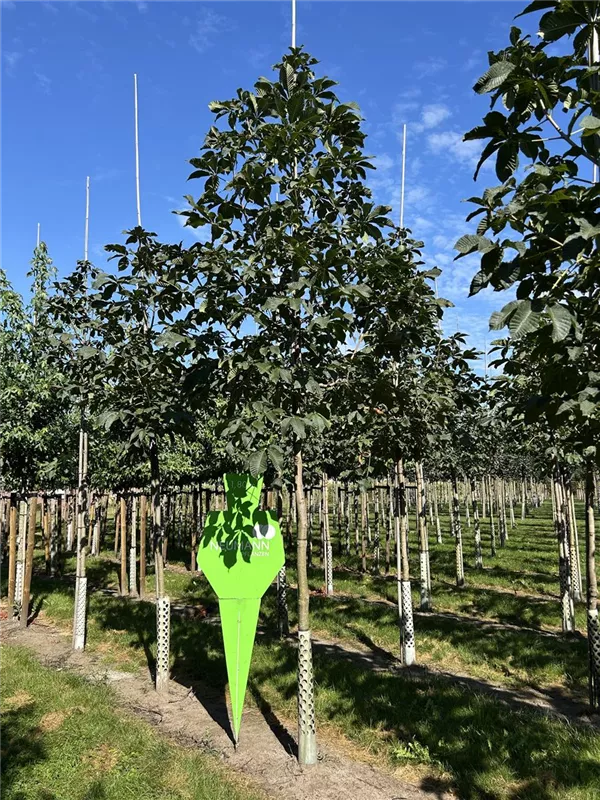 Aesculus carnea 'Briotii'