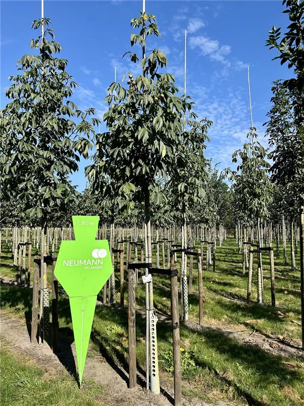 Aesculus flava 'Vestita'