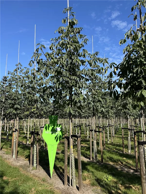 Aesculus flava 'Vestita'