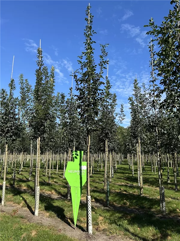 Fraxinus ornus